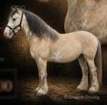Milkshake, 14hh Mare