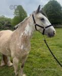 Milkshake, 14hh Mare