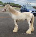 Yearling Colt 