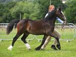 Welsh Section C Gelding 