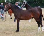 Welsh Section C Gelding 