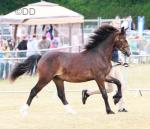 Welsh Section C Gelding 