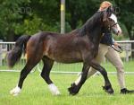 Welsh Section C Gelding 