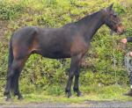 16hh Mare & Filly