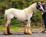16hh Mare & Filly