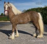 Colt