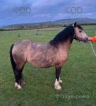 12.2hh Welsh Section C Mare