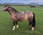 12.2hh Welsh Section C Mare