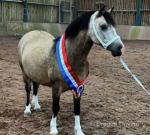 12.2hh Welsh Section C Mare