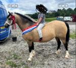 12.2hh Welsh Section C Mare