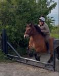 Toby, a 12hh ride and drive gelding. Toby is a perfect kids' pony, he does everything asked of him and quiet little horse - bombproof in traffic. Toby, a 12hh ride and drive gelding. Toby is a perfect kids' pony, he does everything asked of him and quiet little horse - bombproof in traffic.