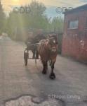 Toby, 12hh Ride & Drive Gelding