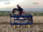 Toby, 12hh Ride & Drive Gelding
