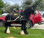 13hh Ride & Drive Gelding