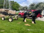 13hh Ride & Drive Gelding