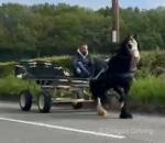 13hh Ride & Drive Gelding