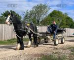 13hh Ride & Drive Gelding