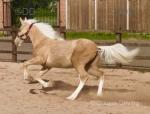 Yearling Filly
