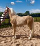 Yearling Filly