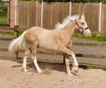 Yearling Filly