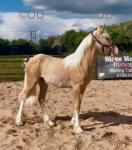 Yearling Filly