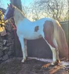 15.1hh Mare