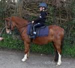 11.2hh Welsh Section A Riding Mare