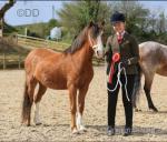 11.2hh Welsh Section A Riding Mare