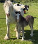 12.2hh Mare with Colt Foal at Foot