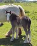 12.2hh Mare with Colt Foal at Foot