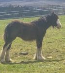 Yearling Colt