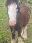 Yearling Colt