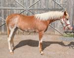 2 Year Old WPB Filly