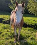 2 Year Old WPB Filly