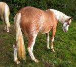 2 Year Old WPB Filly