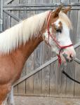 2 Year Old WPB Filly