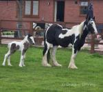Filly with Colt Foal at Foot