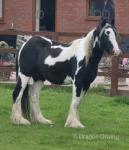 Filly with Colt Foal at Foot
