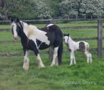 Filly with Colt Foal at Foot