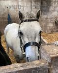 Blosson, 11.2hh Welsh Section A Mare