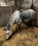 Blosson, 11.2hh Welsh Section A Mare