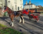 Lady, Ride and Drive Filly