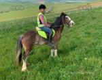 Lady, Ride and Drive Filly
