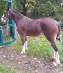 Lady, Ride and Drive Filly