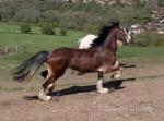 Lady, Ride and Drive Filly