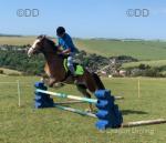 Hilgarth Special Lady, Welsh Section D Ride and Drive Filly