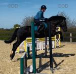 16hh ISH Riding Gelding