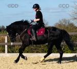 16hh ISH Riding Gelding