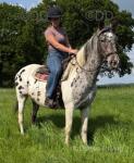 Inka, 15.2hh Riding Mare
