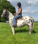 Inka, 15.2hh Riding Mare